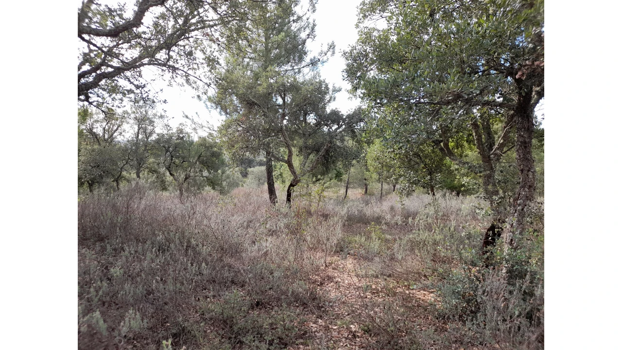 Terreno Agricola ou Rústico para Venda em Sarnadas de Rodão Foto 9