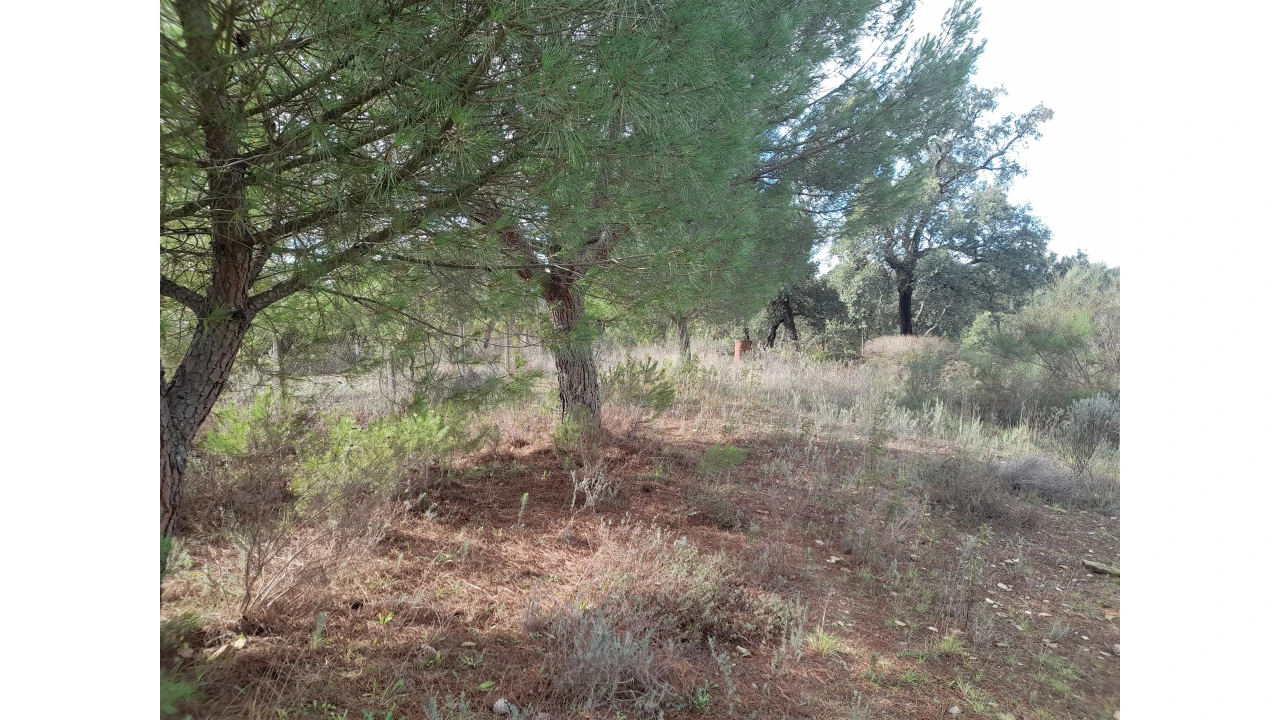 Terreno Agricola ou Rústico para Venda em Sarnadas de Rodão Foto 13