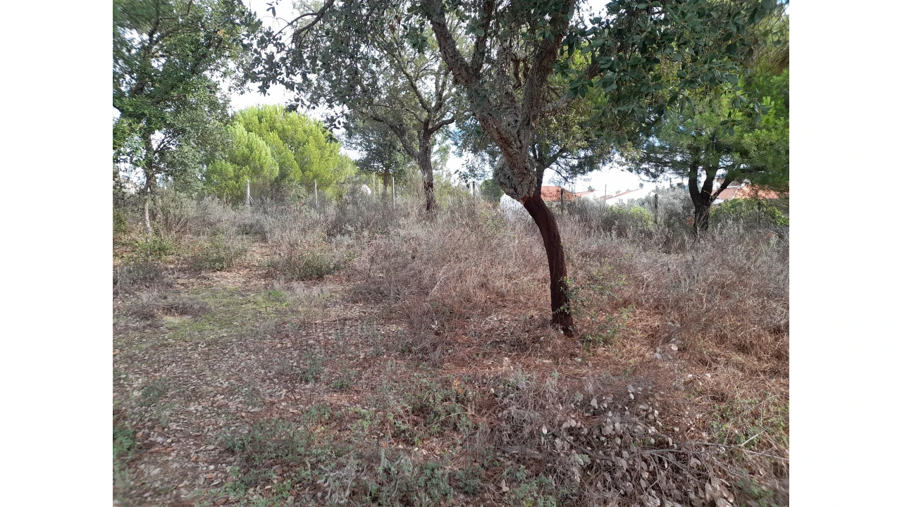 Terreno Agricola ou Rústico para Venda em Sarnadas de Rodão Foto 5