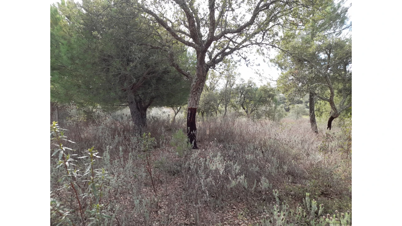 Terreno Agricola ou Rústico para Venda em Sarnadas de Rodão Foto 10
