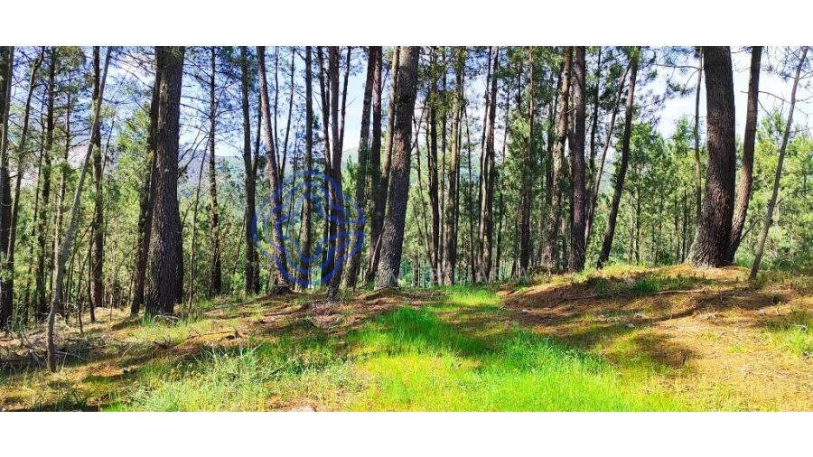 Terreno para Venda em Gondomil e Sanfins Foto 14