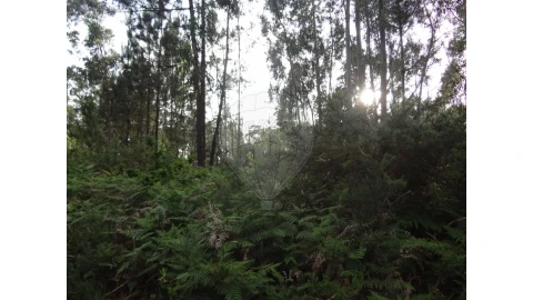 Terreno para Venda em Anta e Guetim