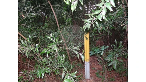 Terreno para Venda em Anta e Guetim