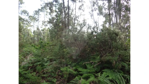 Terreno para Venda em Anta e Guetim