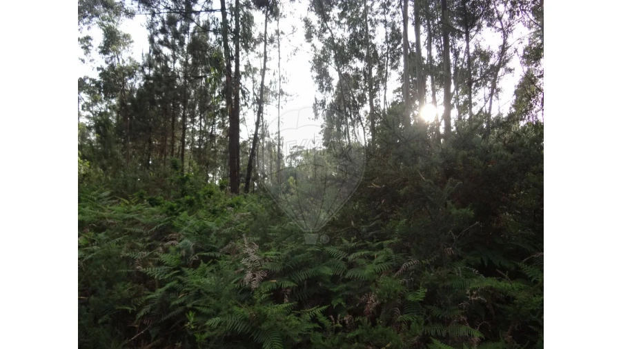 Terreno para Venda em Anta e Guetim Foto 2