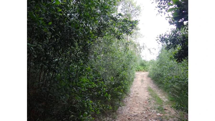 Terreno para Venda em Anta e Guetim Foto 6