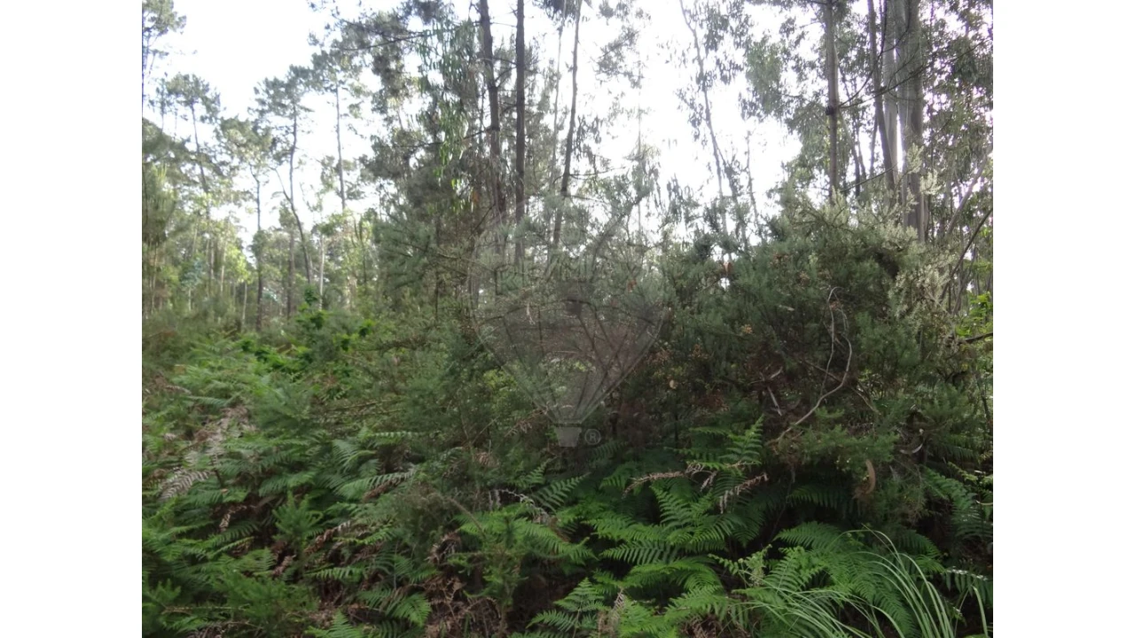 Terreno para Venda em Anta e Guetim Foto 4