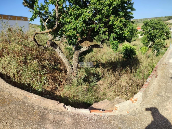 Terreno para Venda em Barão de São Miguel Foto 6