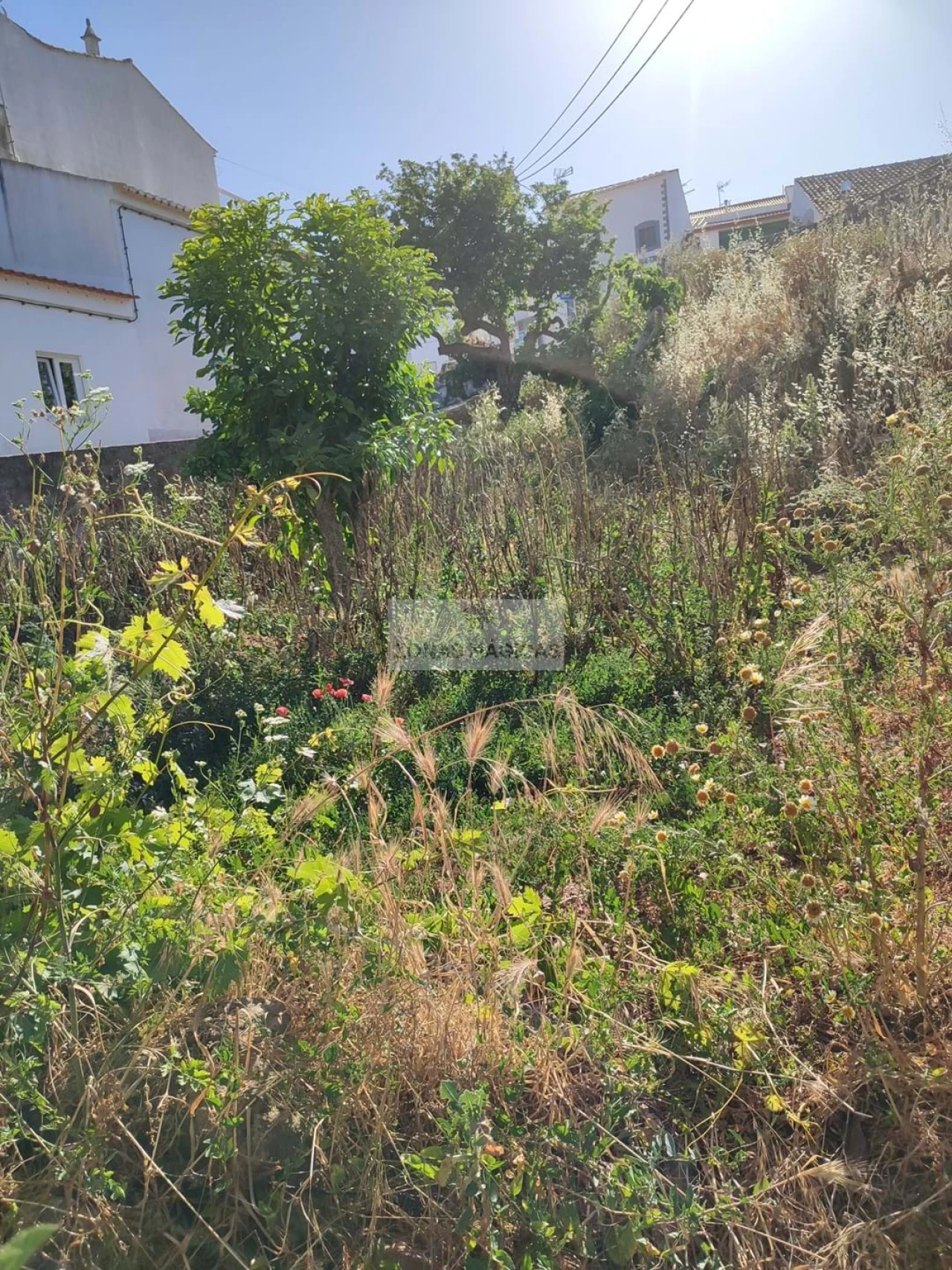 Terreno para Venda em Barão de São Miguel Foto 9