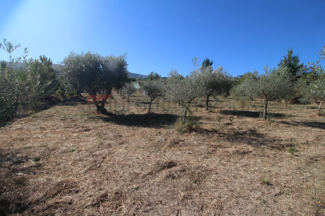 Terreno Agricola ou Rústico para Venda em São Paio Foto 3