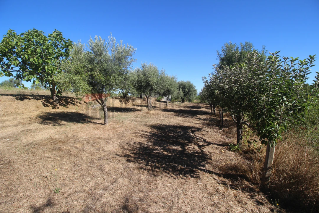 Terreno Agricola ou Rústico para Venda em São Paio Foto 8