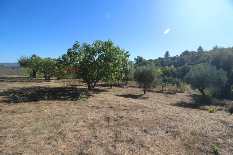 Terreno Agricola ou Rústico para Venda em São Paio Foto 6