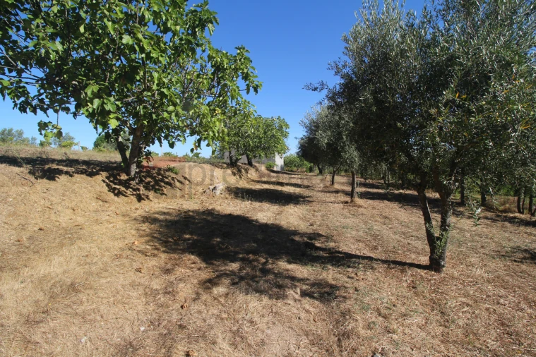 Terreno Agricola ou Rústico para Venda em São Paio Foto 7