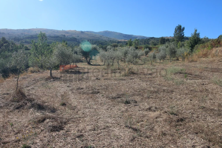Terreno Agricola ou Rústico para Venda em São Paio Foto 5