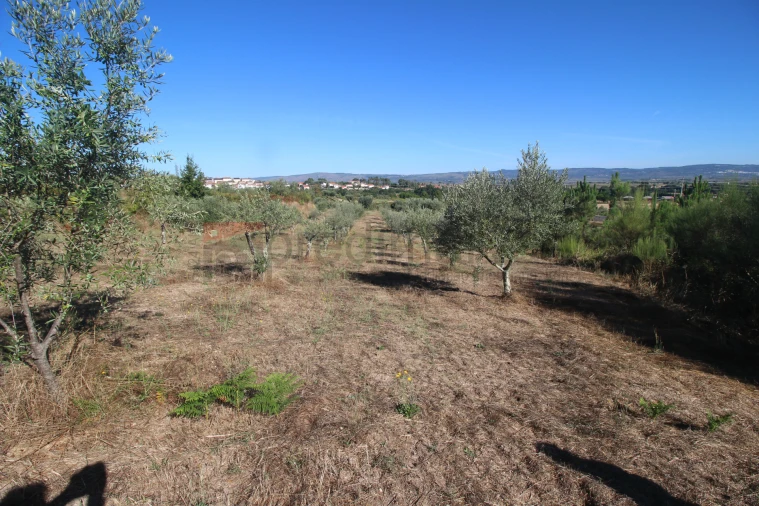 Terreno Agricola ou Rústico para Venda em São Paio Foto 2