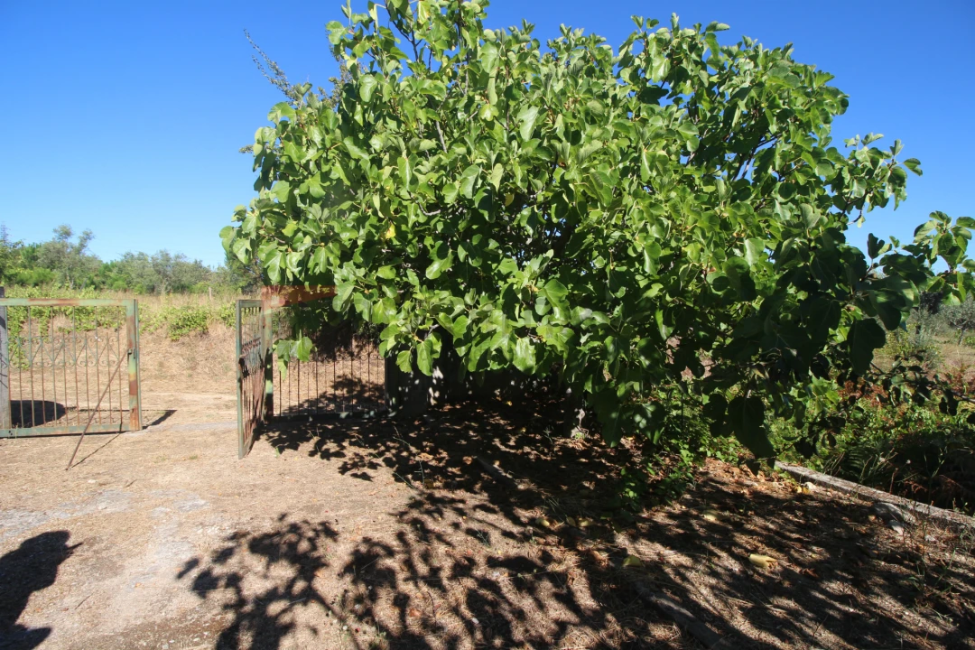 Terreno Agricola ou Rústico para Venda em São Paio Foto 15