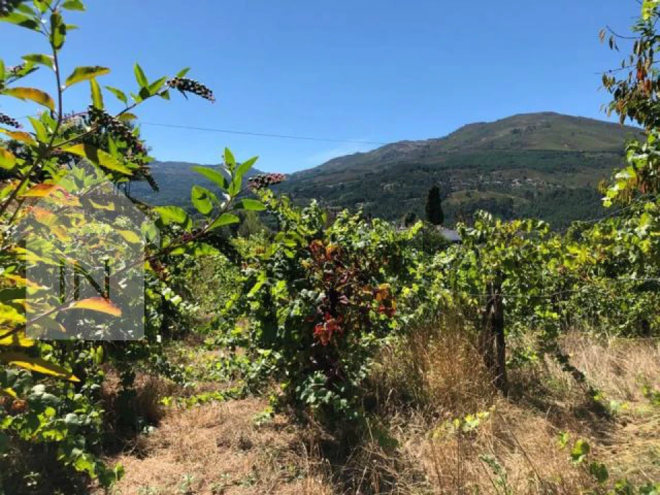 Terreno para Venda em Cerva e Limões Foto 8