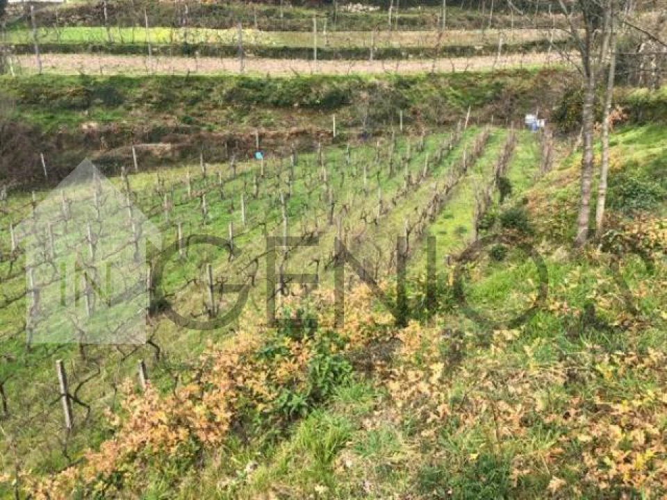 Terreno para Venda em Cerva e Limões Foto 7