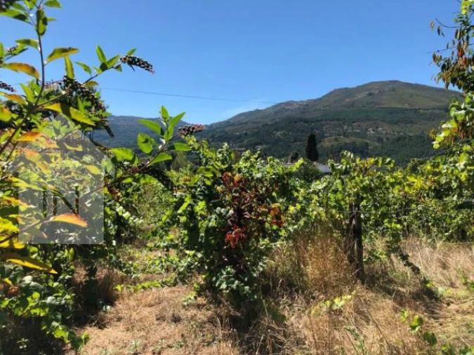 Terreno para Venda em Cerva e Limões Foto 8