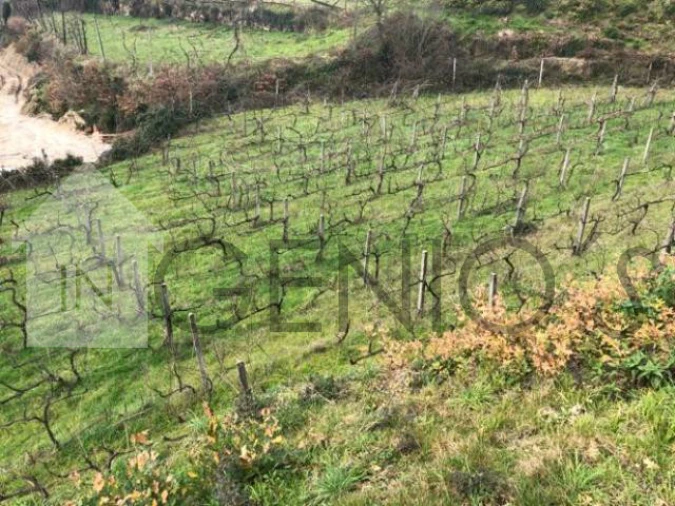 Terreno para Venda em Cerva e Limões Foto 6