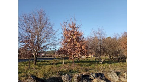 Terreno para Venda em Orgens