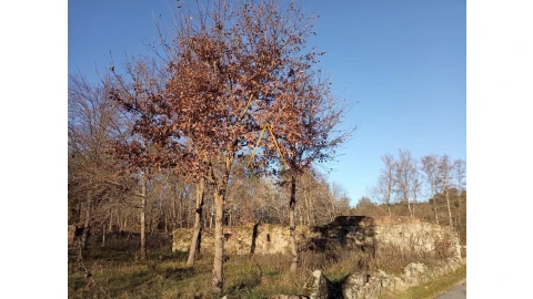 Terreno para Venda em Orgens