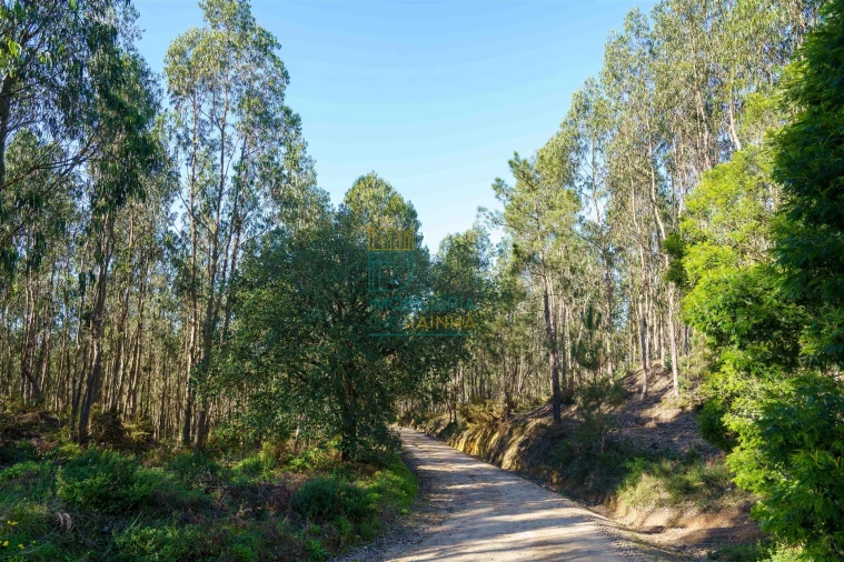 Terreno para Venda em Vau Foto 6