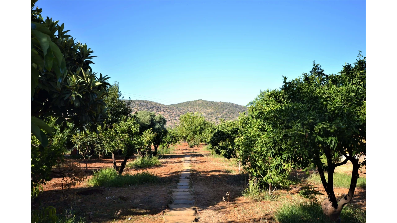 Negócio para Venda em Loule (São Sebastião) Foto 23