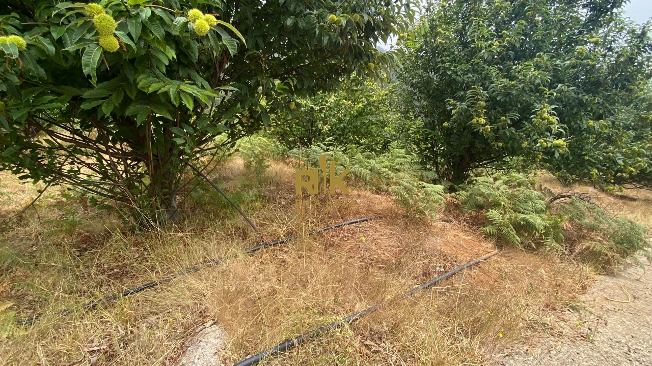 Terreno para Venda em Prazeres Foto 22