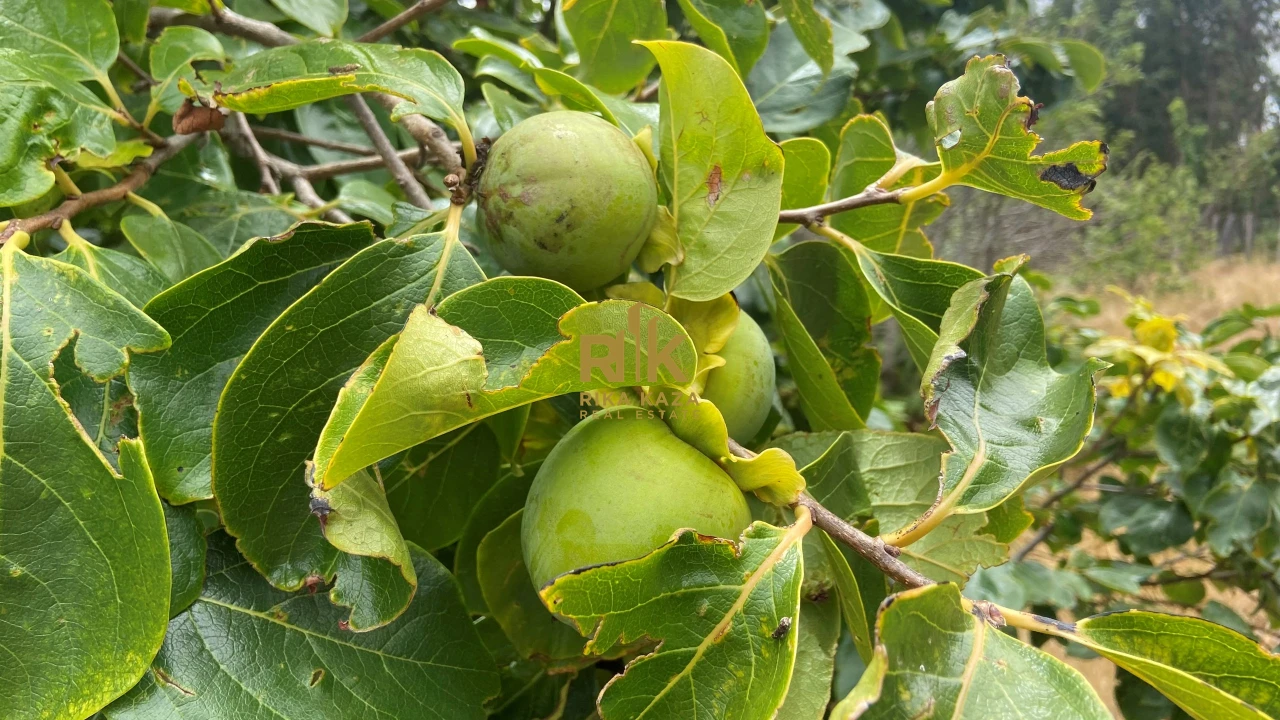 Terreno para Venda em Prazeres Foto 25