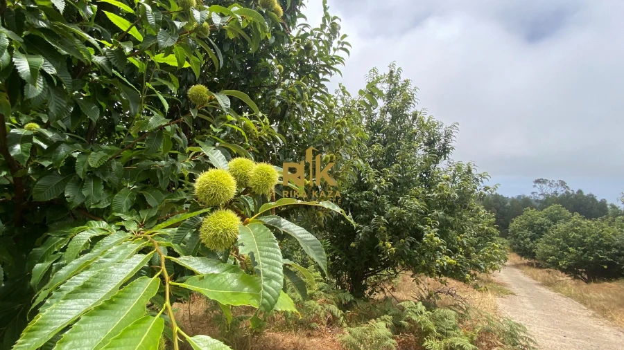 Terreno para Venda em Prazeres Foto 21