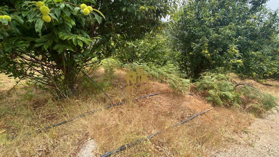 Terreno para Venda em Prazeres Foto 22