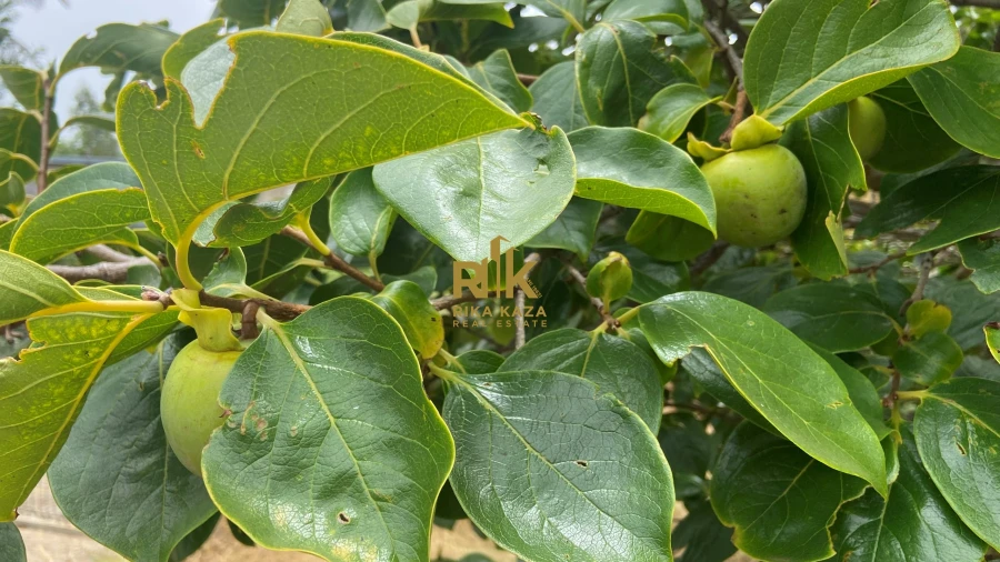 Terreno para Venda em Prazeres Foto 26