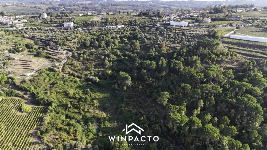Terreno Agricola ou Rústico para Venda em Santar e Moreira Foto 5