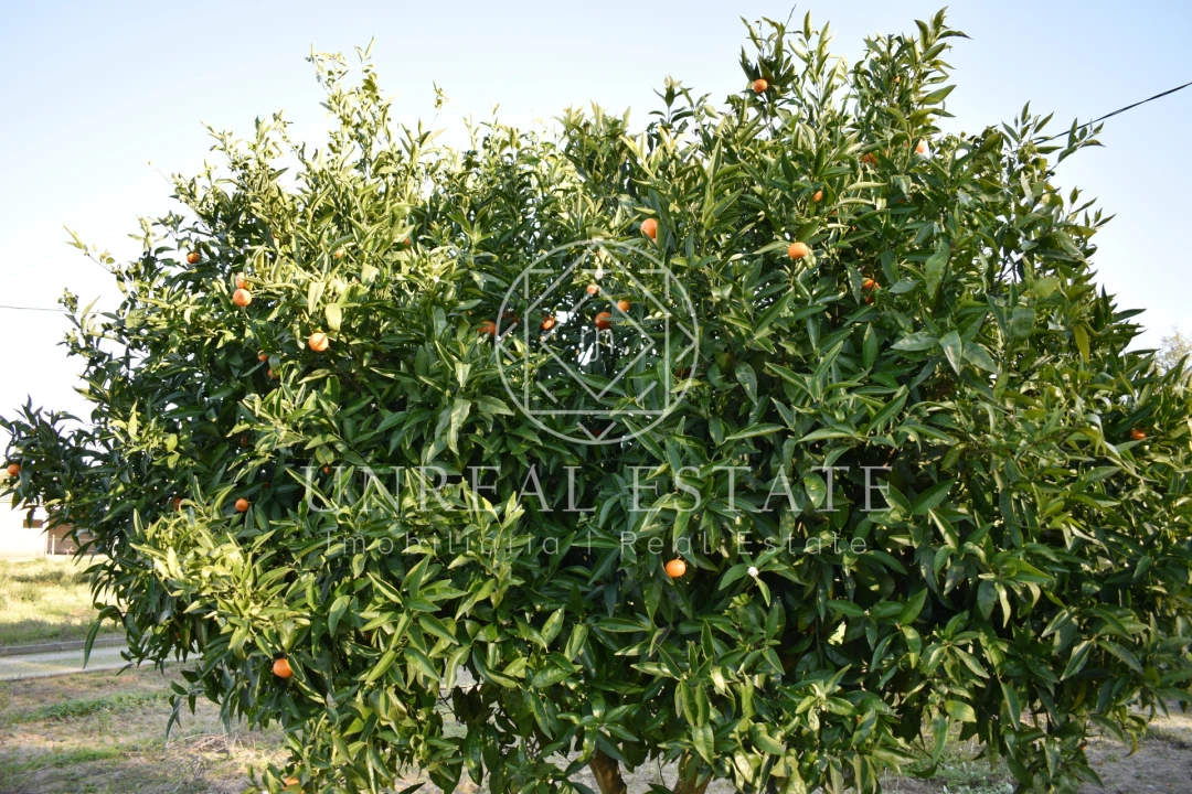 Quinta T1 para Venda em Azeitão (São Lourenço e São Simão) Foto 50