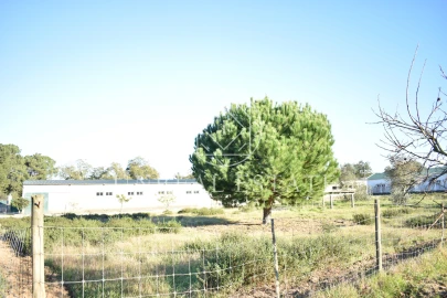 Quinta T1 para Venda em Azeitão (São Lourenço e São Simão)