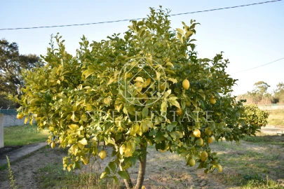 Quinta T1 para Venda em Azeitão (São Lourenço e São Simão)