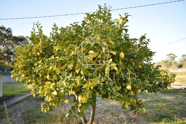 Quinta T1 para Venda em Azeitão (São Lourenço e São Simão) Foto 49