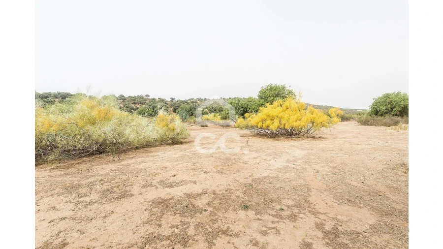 Quinta T4 para Venda em Serpa (Salvador e Santa Maria) Foto 35