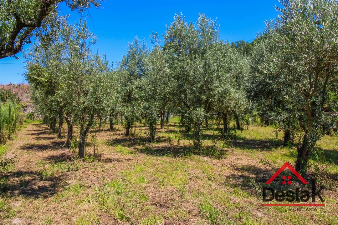 Terreno Agricola ou Rústico para Venda em Lajeosa do Dão Foto 9