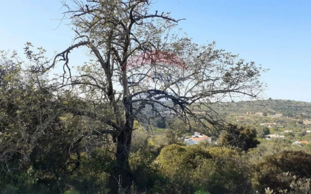 Terreno P/ Prédio para Venda em Paderne Foto 7
