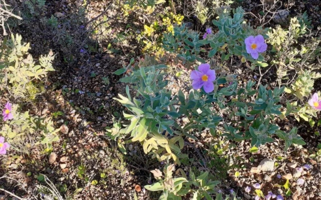 Terreno P/ Prédio para Venda em Paderne Foto 10