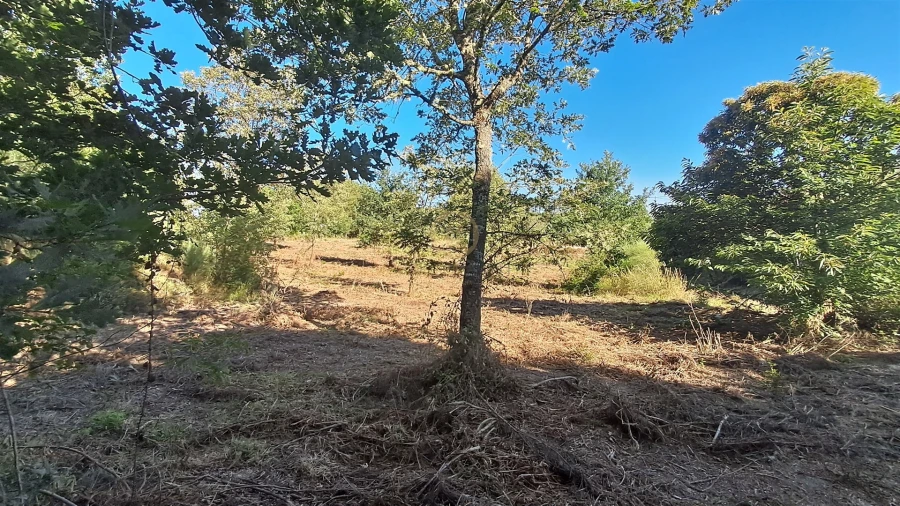 Terreno para Venda em Vila Nova de Paiva, Alhais e Fráguas Foto 25