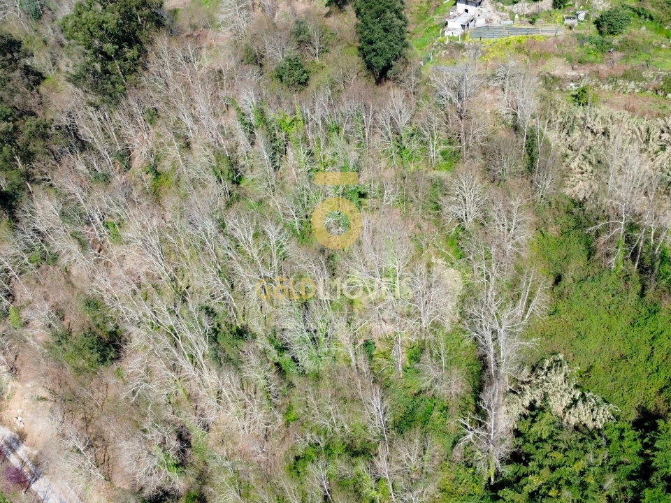 Terreno Agricola ou Rústico para Venda em Souselo Foto 6