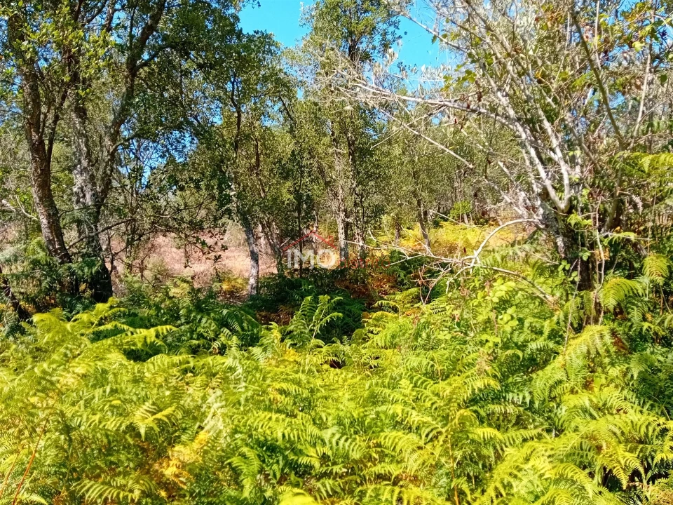 Quinta T0 para Venda em Alegrete Foto 17