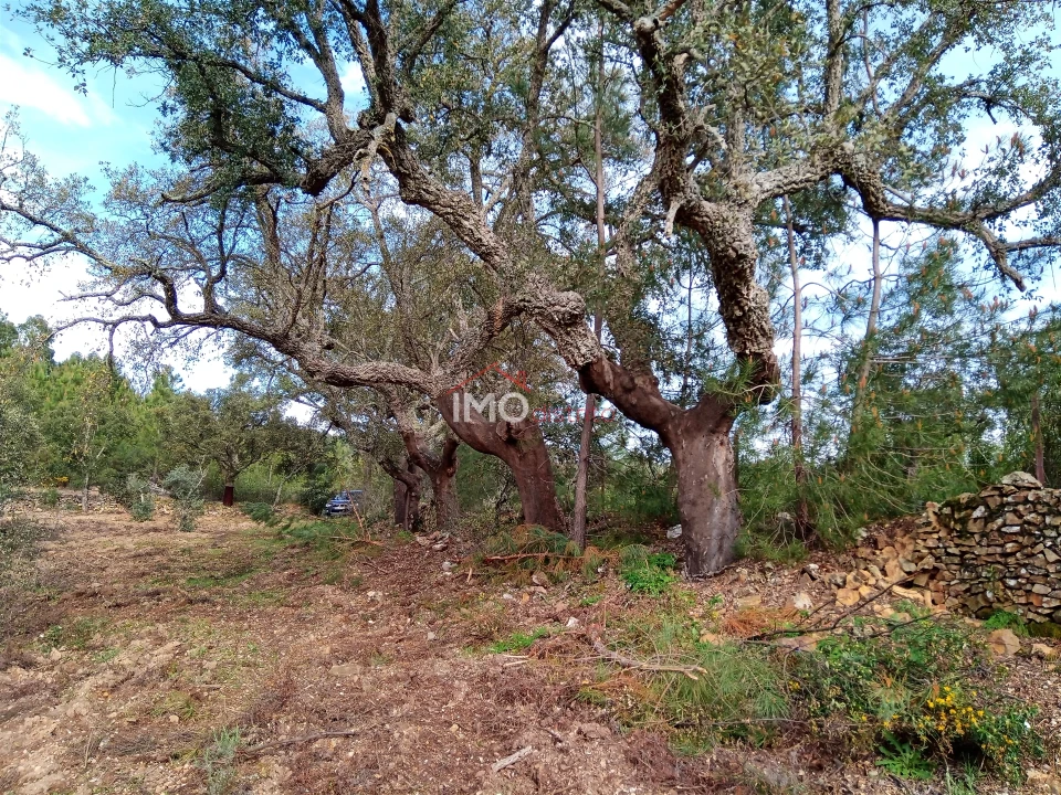Quinta T0 para Venda em Alegrete Foto 14