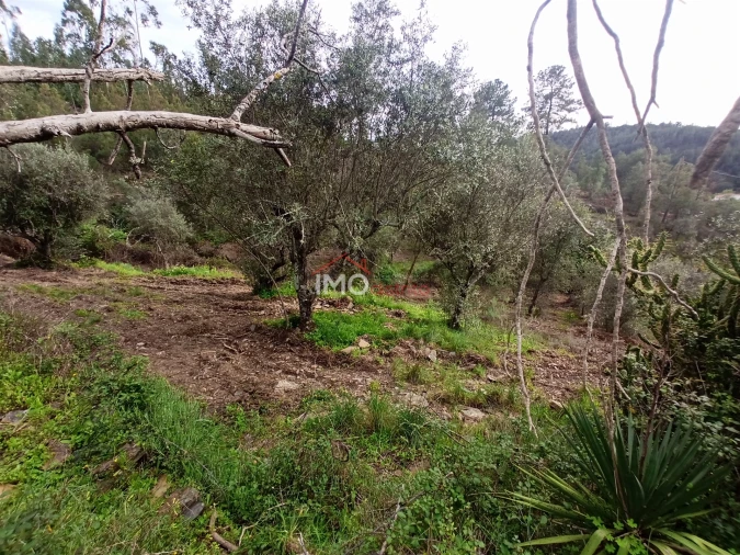 Quinta T0 para Venda em Alegrete Foto 19
