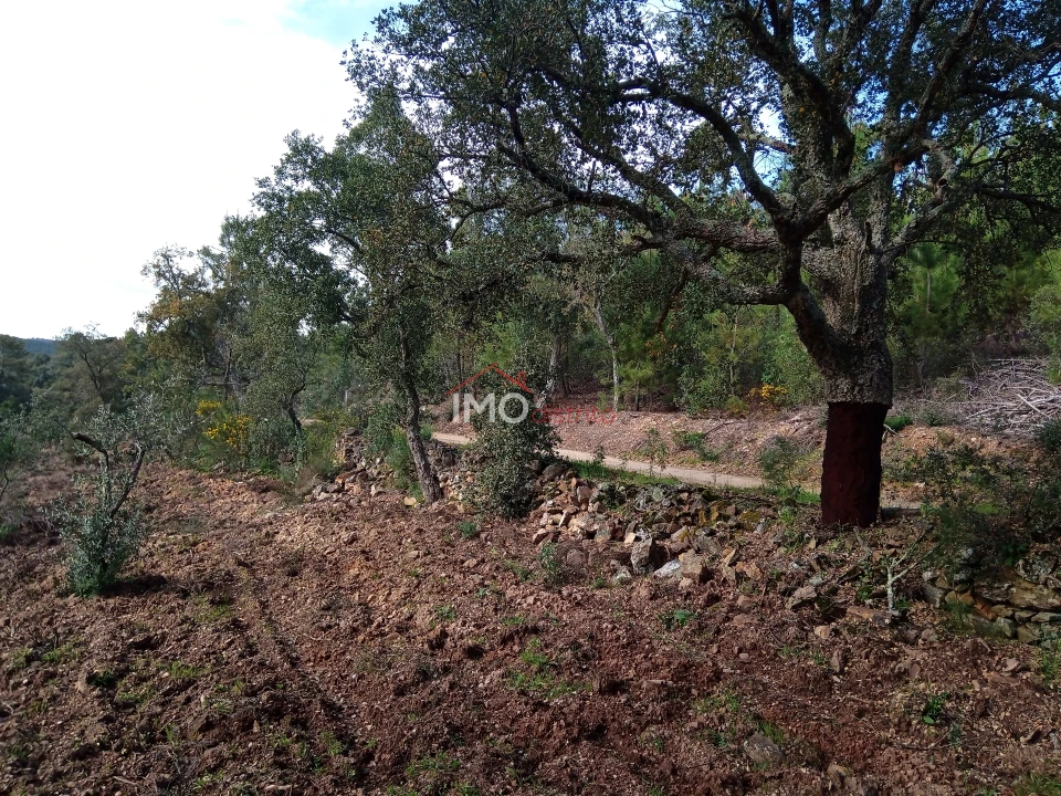 Quinta T0 para Venda em Alegrete Foto 11