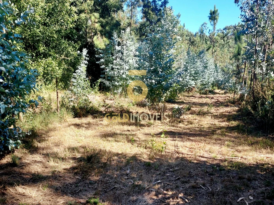 Terreno para Venda em O. Azeméis, Riba-Ul, Ul, Macinhata Seixa, Madail Foto 2