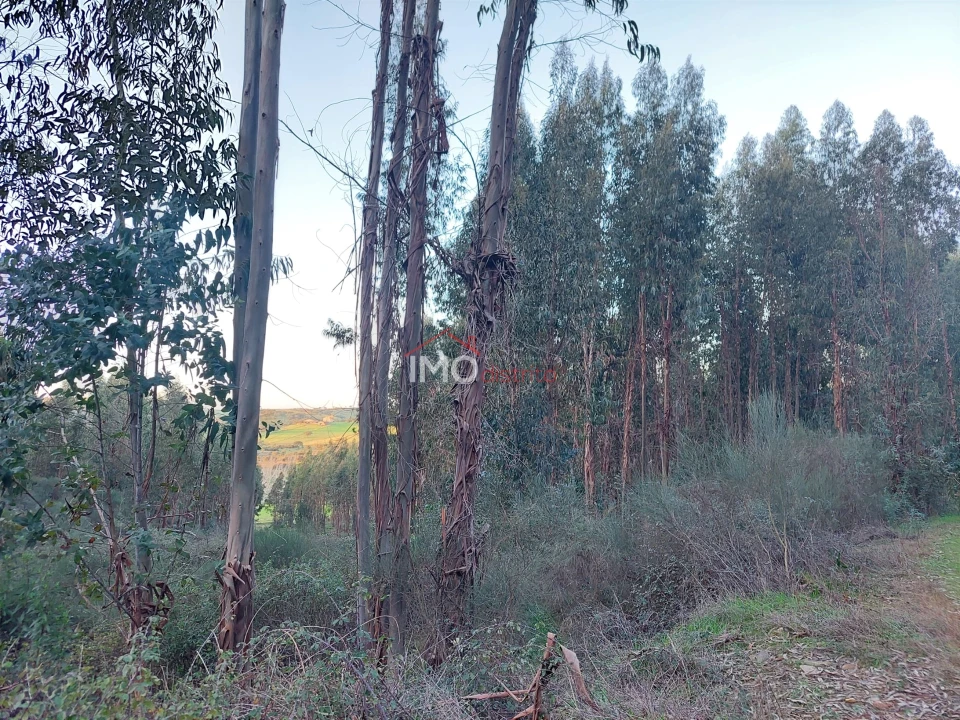 Quinta T0 para Venda em Espírito Santo, Nossa Senhora da Graça e São Simão Foto 1